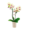 Strawberry Lemonade Mini Orchid Plant Online