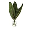 Strelitzia Leaf (Bunch of 10) Online