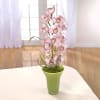 Striking Cymbidium Vase Online