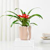 Gift Striking Red Guzmania Planter