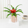 Striking Red Guzmania Planter Online