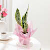 Gift Striking Snake Plant In Blossom Pot