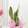 Buy Striking Snake Plant In Blossom Pot