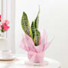 Striking Snake Plant In Blossom Pot Online