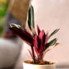 Gift Stromanthe Triostar Plant Customized with logo and Name