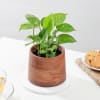 Buy Stunning Money Plant And Wooden Planter