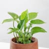 Shop Stunning Money Plant And Wooden Planter