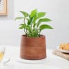 Stunning Money Plant And Wooden Planter Online