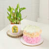 Gift Stunning Two-Layered Bamboo Plant And Mini Birthday Cake