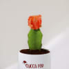 Shop Succa For Christmas - Moon Cactus With Personalized Pot