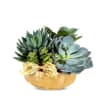 Succulent Dish Garden Online