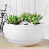 Gift Succulent in White Ceramic Planter