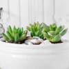 Buy Succulent in White Ceramic Planter