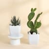 Gift Succulent Sensation Haworthia And Rabbit Cactus With Planter