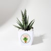 Sucker For You Haworthia Succulent With Pot Online