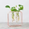 Gift Swanky Test Tube Planters And Money Plant- Set Of 3