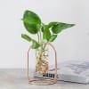 Buy Swanky Test Tube Planters And Money Plant- Set Of 3