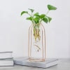 Shop Swanky Test Tube Planters And Money Plant- Set Of 3