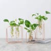 Swanky Test Tube Planters And Money Plant- Set Of 3 Online