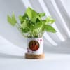 Buy Sweet And Sassy Saas - Bamboo And Money Plant With Personalized Planter