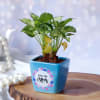 Gift Syngonium Plant For Mom In Blue Ceramic Planter