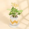Gift Syngonium Plant In A Emblazoned Planter for Best Mom