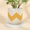 Buy Syngonium Plant In A Emblazoned Planter for Best Mom