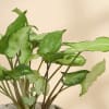Shop Syngonium Plant In A Emblazoned Planter for Best Mom