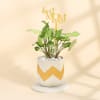 Syngonium Plant In A Emblazoned Planter for Best Mom Online