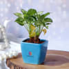 Gift Syngonium Plant In Blue Ceramic Planter - Customized With Logo