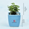 Shop Syngonium Plant In Blue Ceramic Planter - Customized With Logo