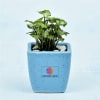 Syngonium Plant In Blue Ceramic Planter - Customized With Logo Online