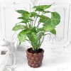 Gift Syngonium Plant in Ceramic Pineapple Designer Planter