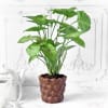 Syngonium Plant in Ceramic Pineapple Designer Planter Online