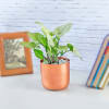 Gift Syngonium Plant in Cylindrical Metal Pot
