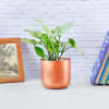 Syngonium Plant in Cylindrical Metal Pot Online