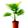 Table Palm (Bunch of 10) Online