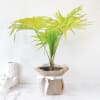 Gift Table Palm in Jute Wrapping with Planter