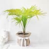 Table Palm in Jute Wrapping with Planter Online