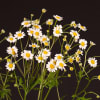 Tanacetum Campagne (Bunch of 10) Online