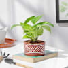 Terracotta Charm Money Plant Online