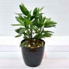 Gift The Broadleaf Rhapis Lady Palm Plant (Moderate light/Moderate Water)