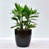 The Broadleaf Rhapis Lady Palm Plant (Moderate light/Moderate Water) Online