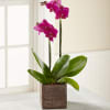 The FTDÂ® Fuchsia Phalaenopsis Orchid Online