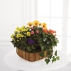 The FTD Gentle Blossoms Basket Online