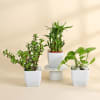 Gift The Lucky Three - Jade Plant, Money Plant, and Bamboo Plant