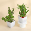 Buy The Lucky Three - Jade Plant, Money Plant, and Bamboo Plant