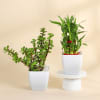Shop The Lucky Three - Jade Plant, Money Plant, and Bamboo Plant