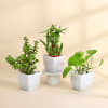 The Lucky Three - Jade Plant, Money Plant, and Bamboo Plant Online