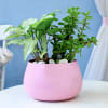 Shop The Precious Two Plant Combo for Mother
